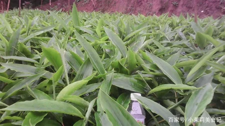 端午节，农村常见的15种“树叶”都能包粽子，味道清新，涨知识了-怎样用一片叶子包粽子